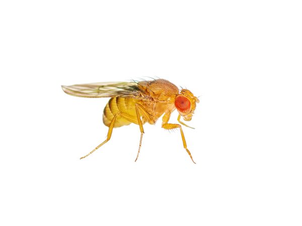 Cultivo de Mosca de la Fruta (Drosophila melanogaster, hydei o funebris)