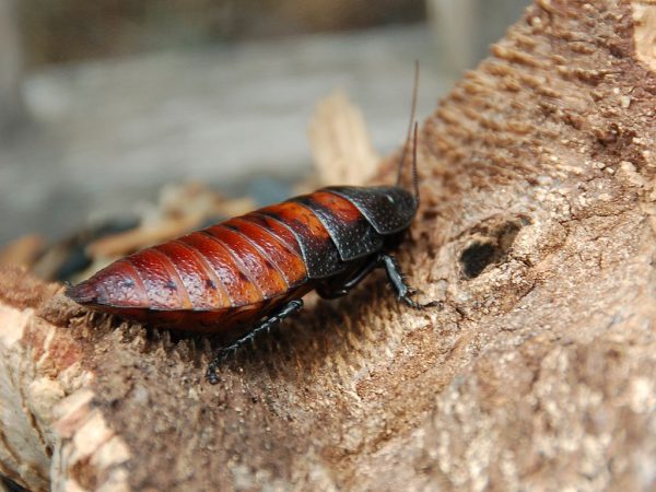 Cucaracha Gigante de Madagascar (Gromphadorhina portentosa) - Imagen 2