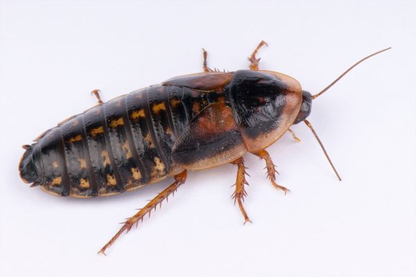 Cucaracha Argentina (Blaptica dubia)