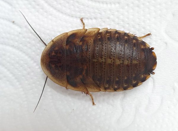Cucaracha Argentina (Blaptica dubia) - Imagen 2