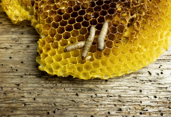Gusano de la Miel (Galleria mellonella)