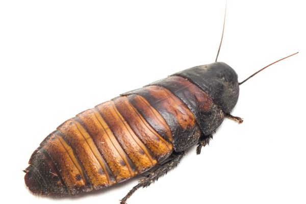 Cucaracha Gigante de Madagascar (Gromphadorhina portentosa)