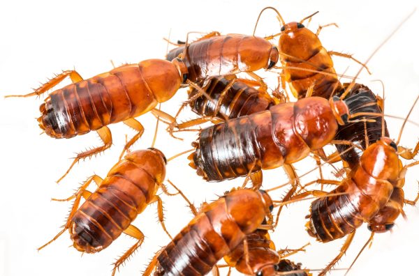 Cucaracha Runner (Shelfordella tartara)