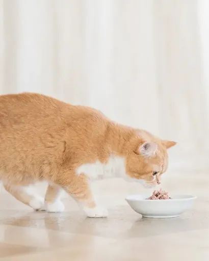 Schesir Gelatina Atun Multipack - Comida Humeda para Gatos - 6 x 50 Gr - Imagen 4