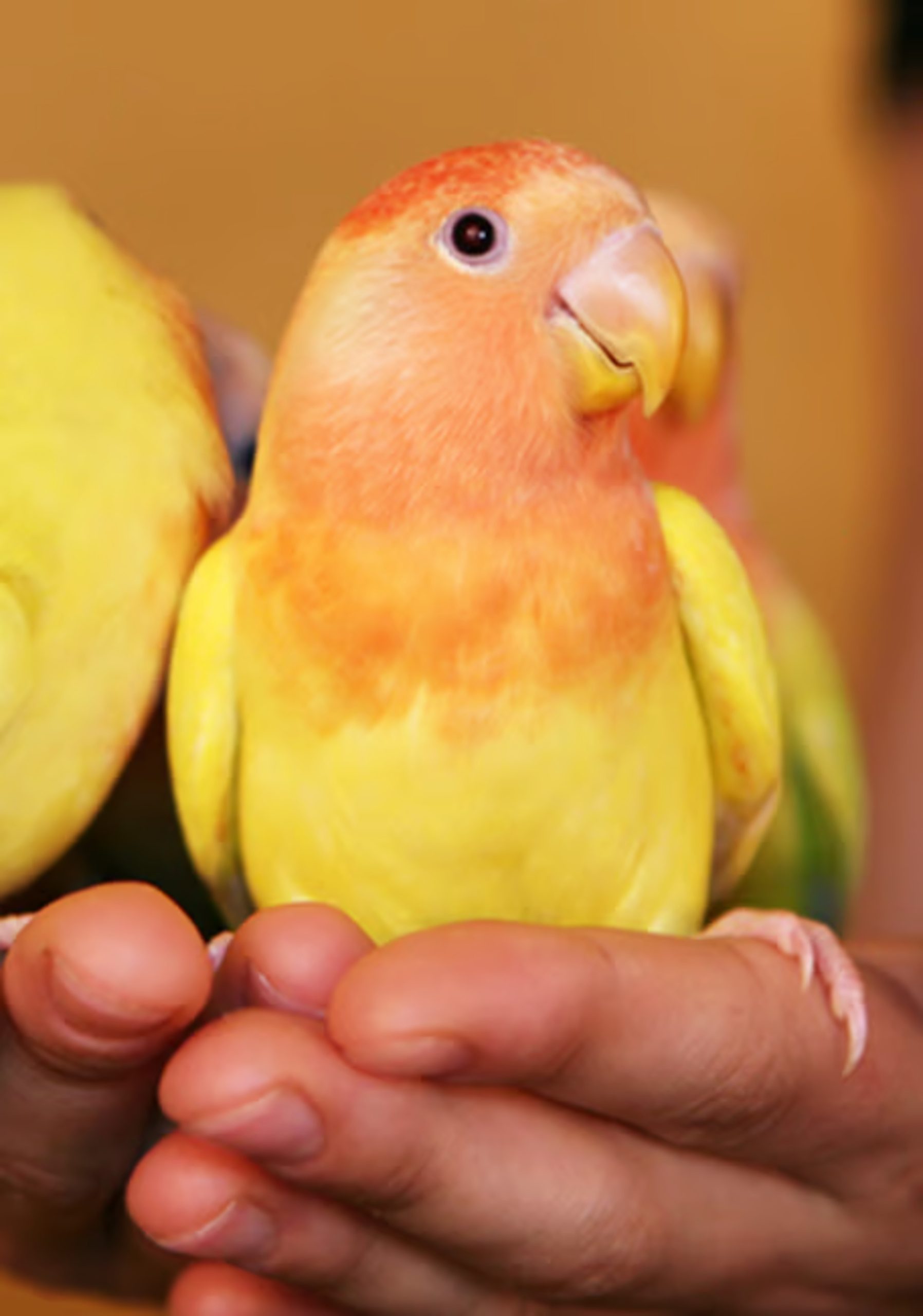 Psittacus Eggfood - Pasta de Cría - Imagen 4