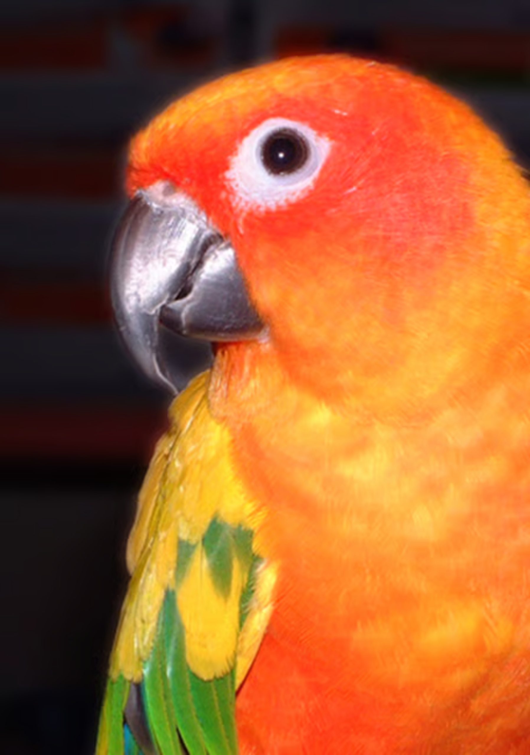 Psittacus Eggfood - Pasta de Cría - Imagen 3
