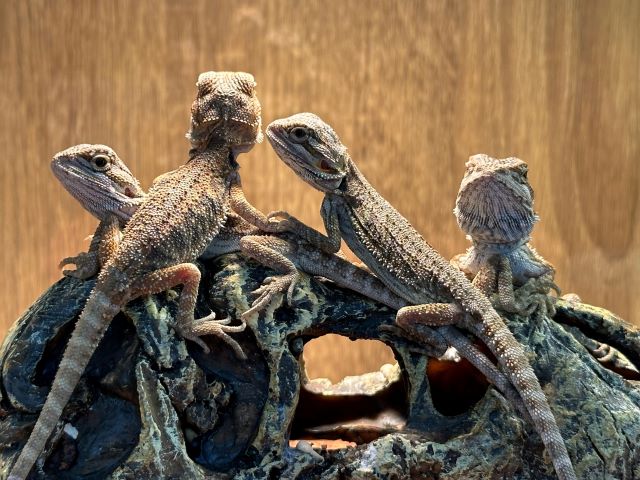 Sera Bearded Dragon Baby Growht Mix - Alimento de Cría para Dragones Barbudos Jóvenes - 250 ml (65 g) - Imagen 4