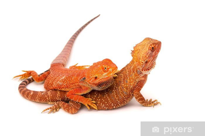 Sera Bearded Dragon Adult Vital Mix - Alimento Principal para Dragones Barbudos Adultos - Imagen 2